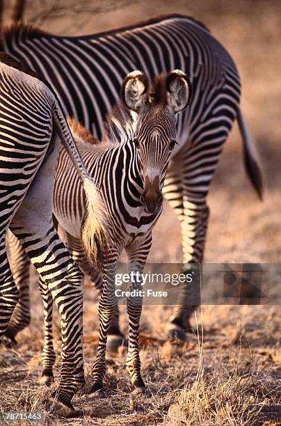 zebra foal with adults - grevys zebra stock pictures, royalty-free photos & images