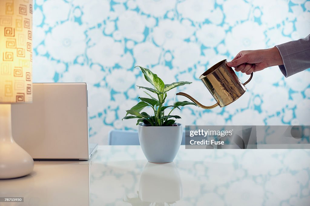 Hand Watering a Plant