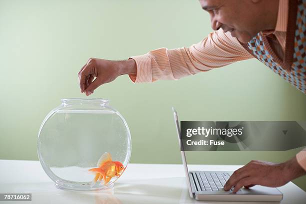 man feeding goldfish - cipriniformi foto e immagini stock