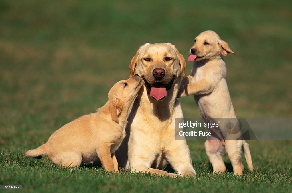 Yellow Lab Mother and Puppies