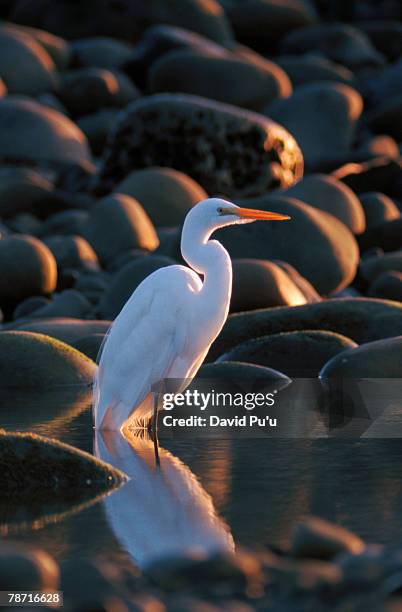 white heron - david puu stockfoto's en -beelden