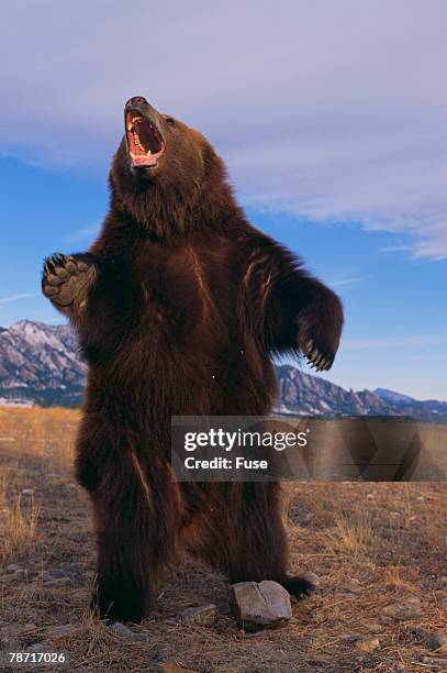 roaring grizzly bear - bear roar stock pictures, royalty-free photos & images