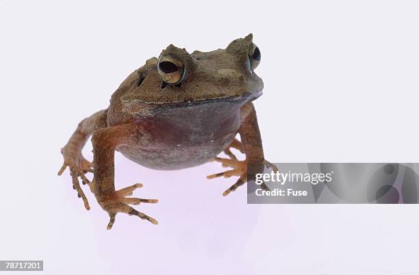 eyelash horn frog - solomon island eyelash frog stock pictures, royalty-free photos & images