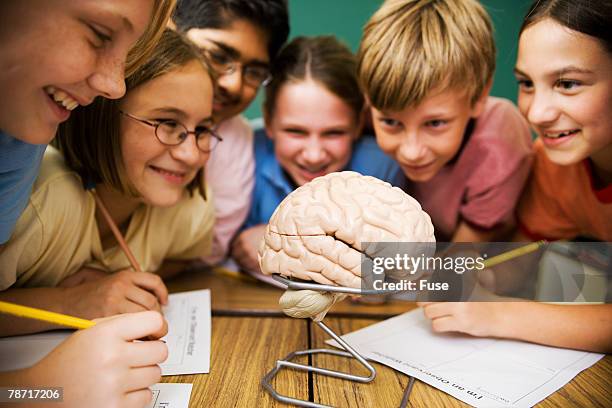 students studying human brain in science class - brain model stockfoto's en -beelden