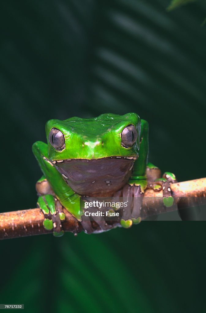 Monkey Tree Frog Perched on Twig