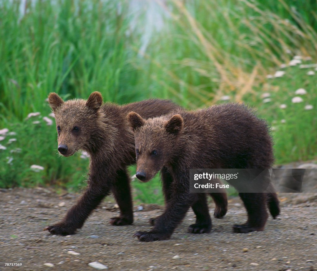 Brown Bear Cubs Walking on Path
