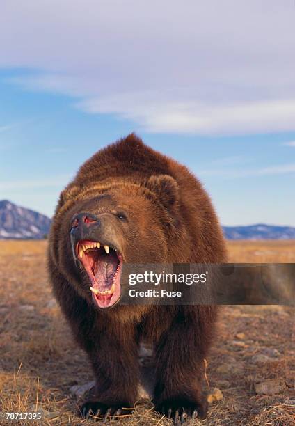 roaring grizzly - bear roar stock pictures, royalty-free photos & images