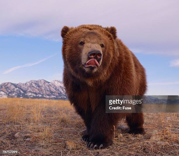 grizzly licking its chops - bären zunge stock-fotos und bilder