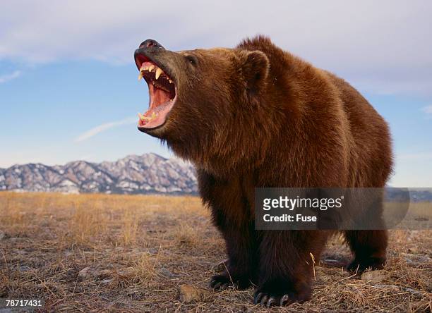 grizzly bear - roaring - fotografias e filmes do acervo