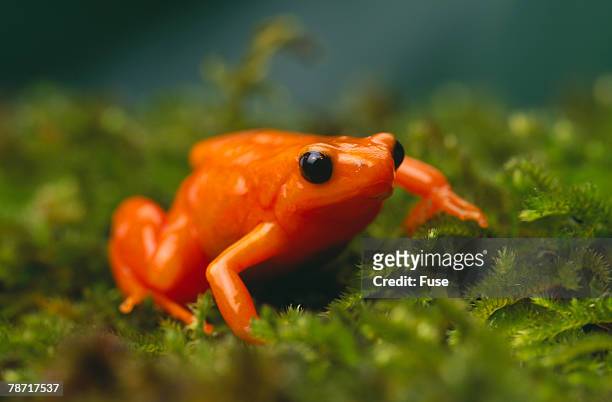 orange mantella frog in foliage - golden frog stock pictures, royalty-free photos & images