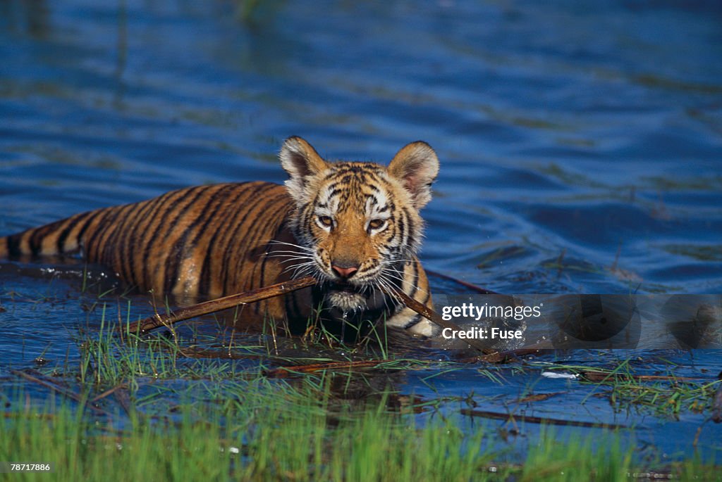 Bengal Tiger Cub in Water