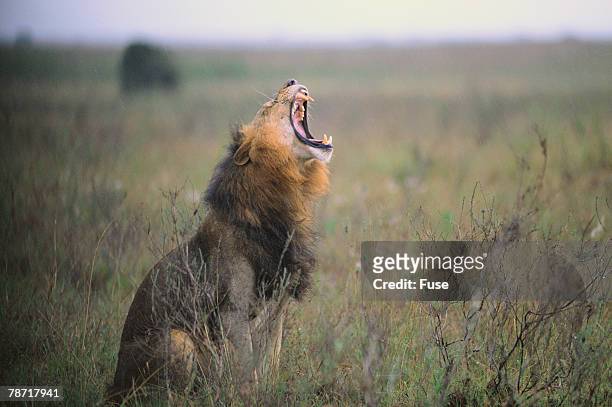 31 Lion Roaring Sound Photos and Premium High Res Pictures - Getty Images