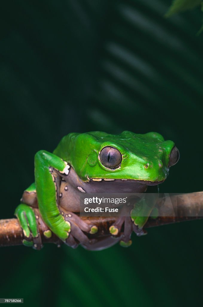 Monkey Tree Frog Perched on Twig