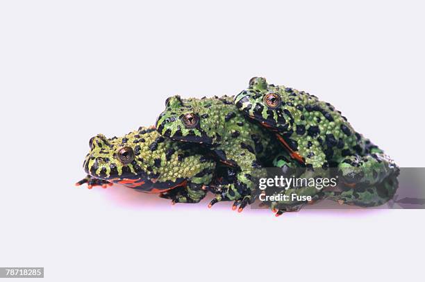 59 Bumpy Toad Stock Photos, High-Res Pictures, and Images - Getty Images