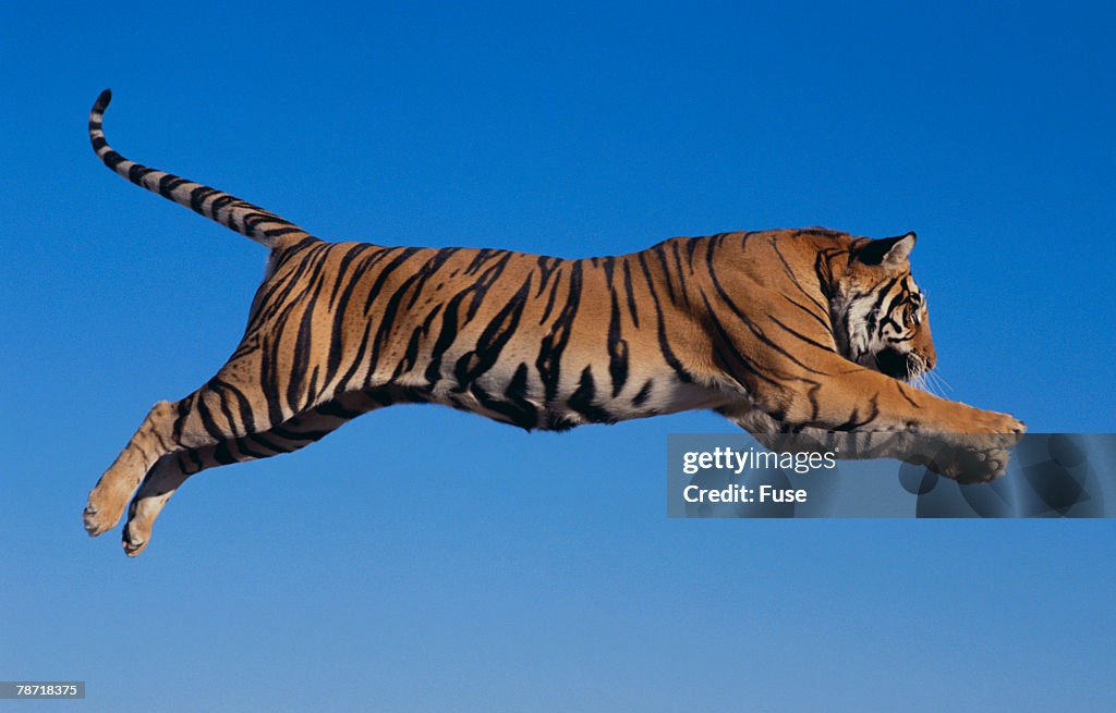 Bengal Tiger Pouncing