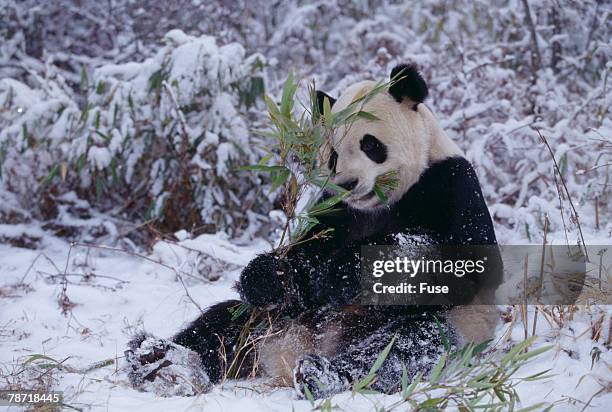 Giant Panda Snow Photos and Premium High Res Pictures - Getty Images