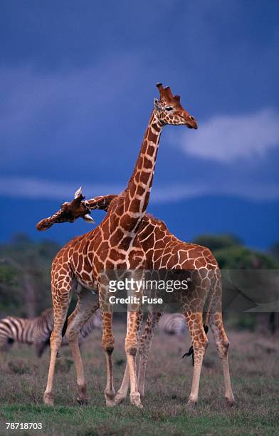 masai giraffe calves necking - necking stock-fotos und bilder