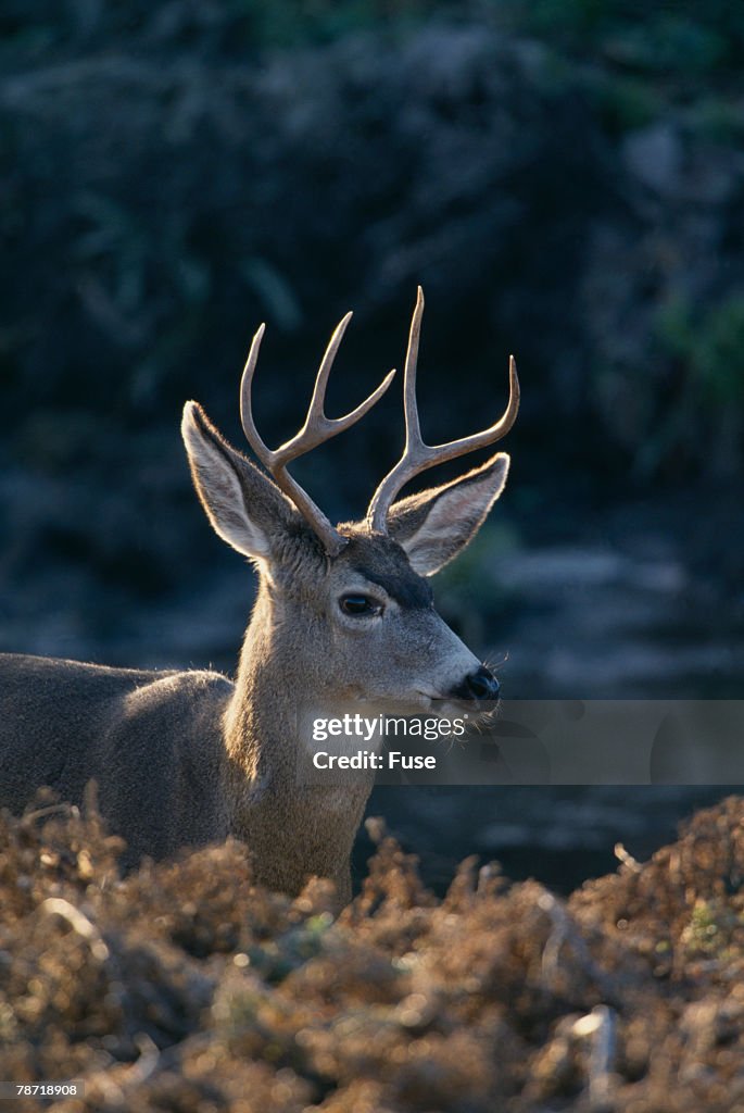 Mule Deer Buck