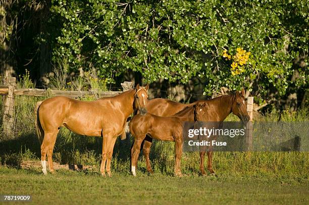 three quarter horses together in the pasture - palomino quarter horse photos et images de collection