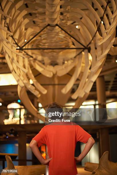 boy standing under a whale exhibit - natural history museum stock pictures, royalty-free photos & images