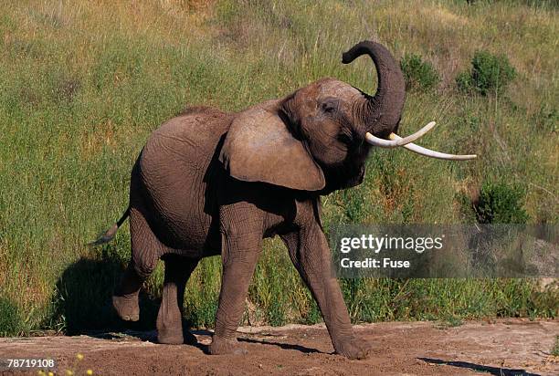african elephant with trunk in air - overconfident stock pictures, royalty-free photos & images