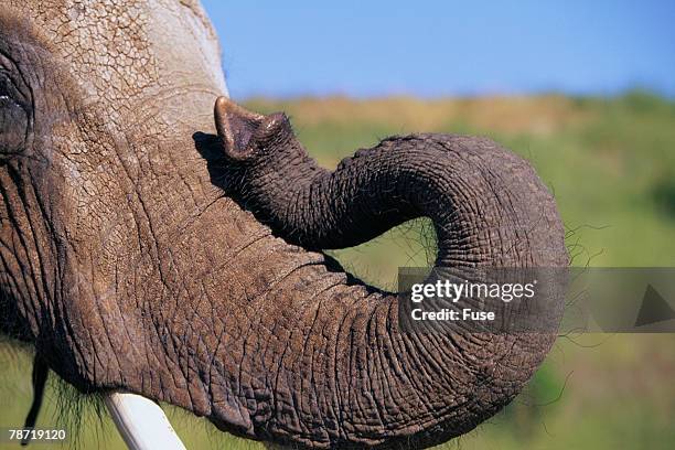 Elephant Trunk Curl Photos And Premium High Res Pictures Getty Images elephant-trunk-curl-photos-and-premium-high-res-pictures-getty-images