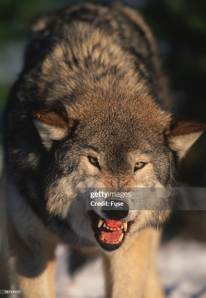 Gray Wolf