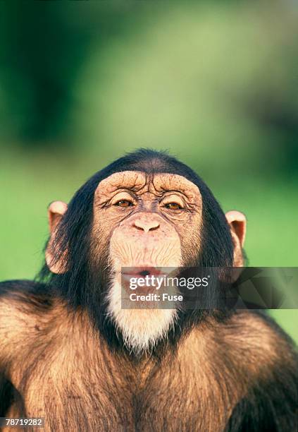 chimpanzee puckering its lips - boca de animal fotografías e imágenes de stock