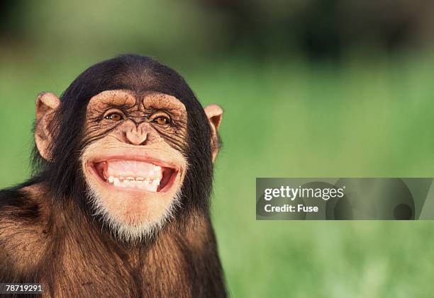 grinning chimpanzee - chimpanzee stock-fotos und bilder