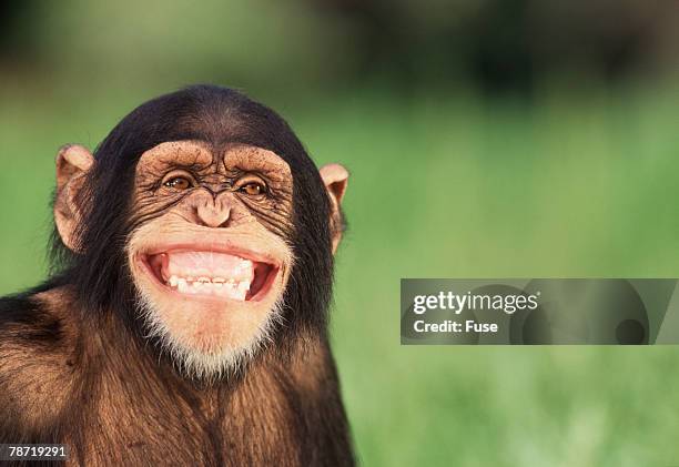 Monkey Rit 1,771 猿 笑顔 Stock Photos, High-Res Pictures, and Images - Getty Images