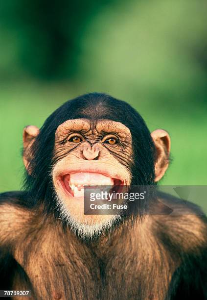 grinning chimpanzee - common chimpanzee foto e immagini stock