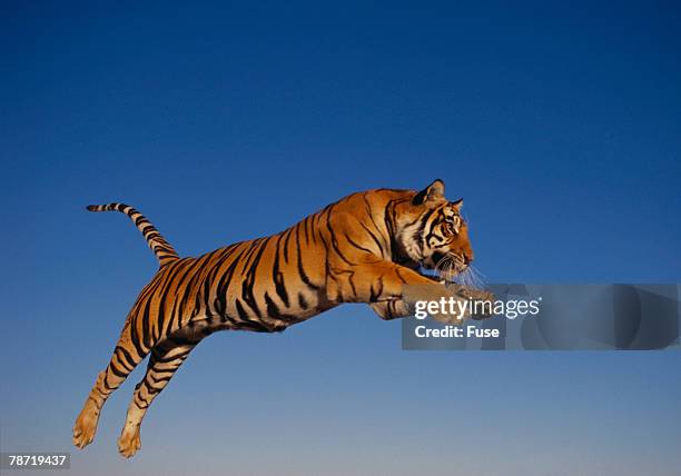 bengal tiger jumping - a bengal tiger stockfoto's en -beelden