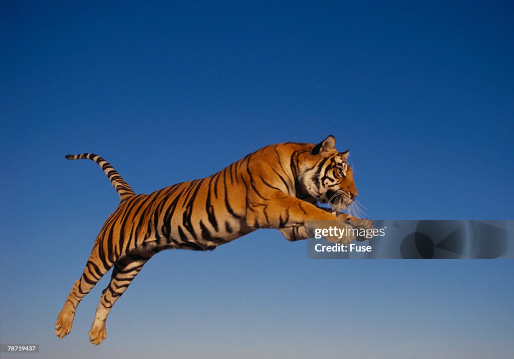 Bengal Tiger Jumping