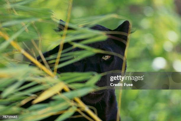 black leopard behind leaves - black leopard stock pictures, royalty-free photos & images