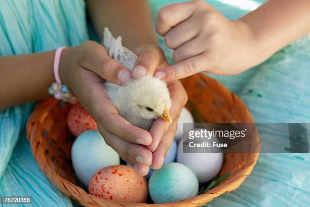 young girls holding a baby chick - chick egg stock-fotos und bilder