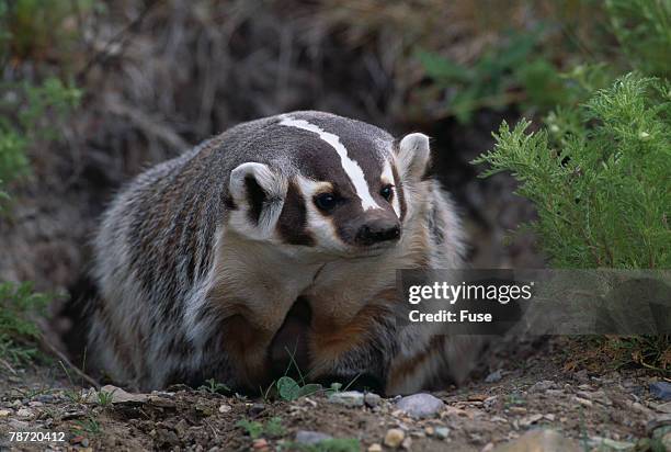 american badger in burrow - american badger 個照片及圖片檔