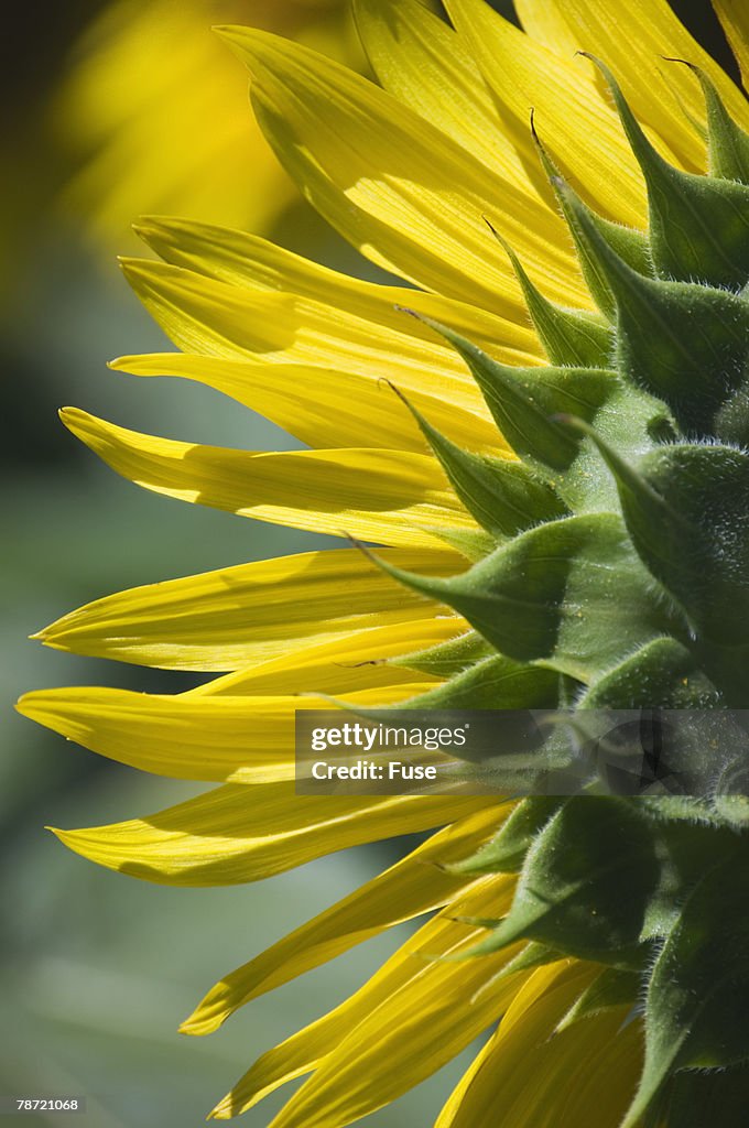 Sunflower Petals