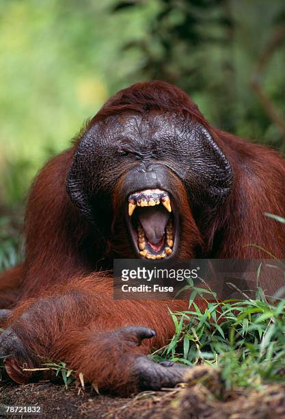 male orangutan baring his teeth - angry monkey stock pictures, royalty-free photos & images