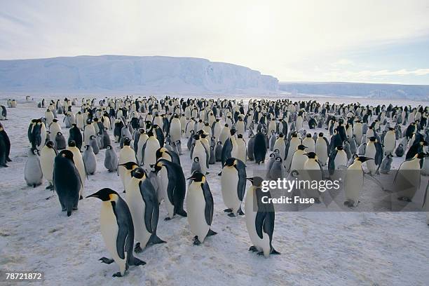 king penguin rookery - king penguin imagens e fotografias de stock