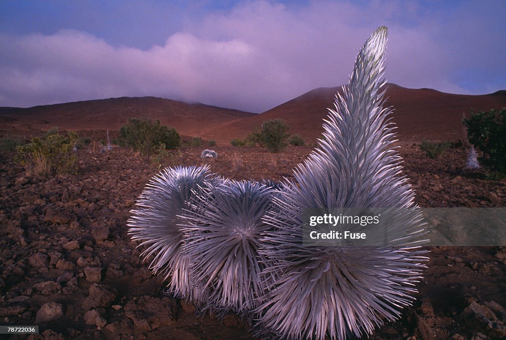 Mauna Kea Silversword