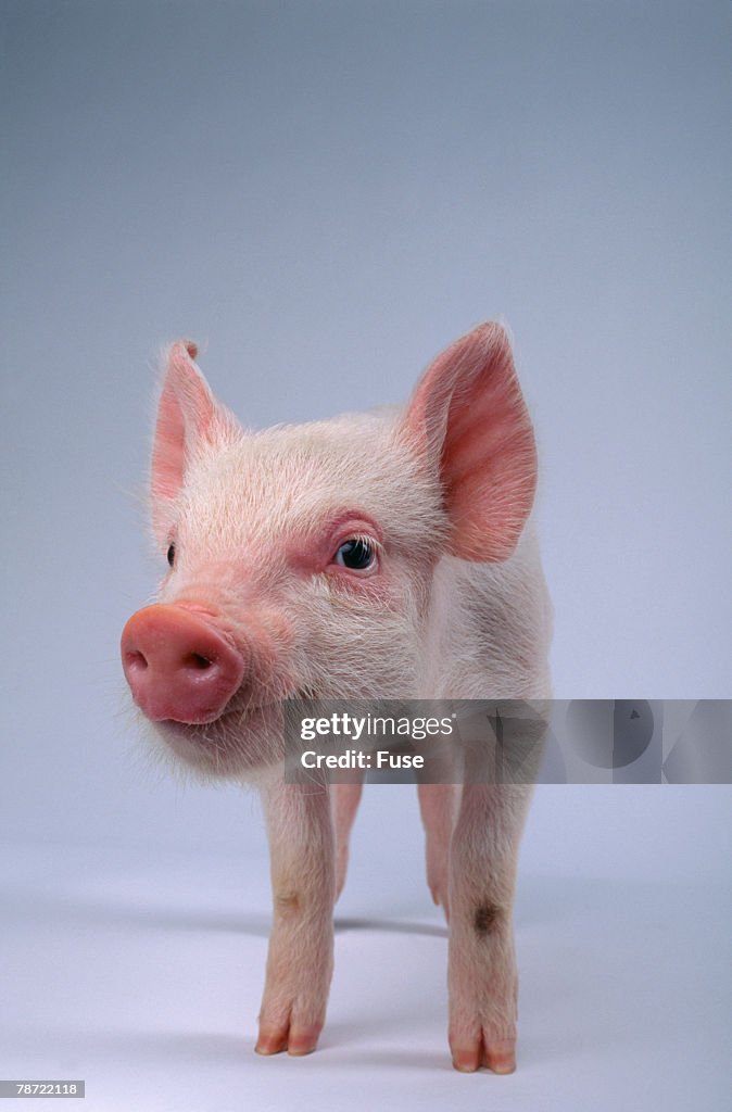 Yorkshire Piglet