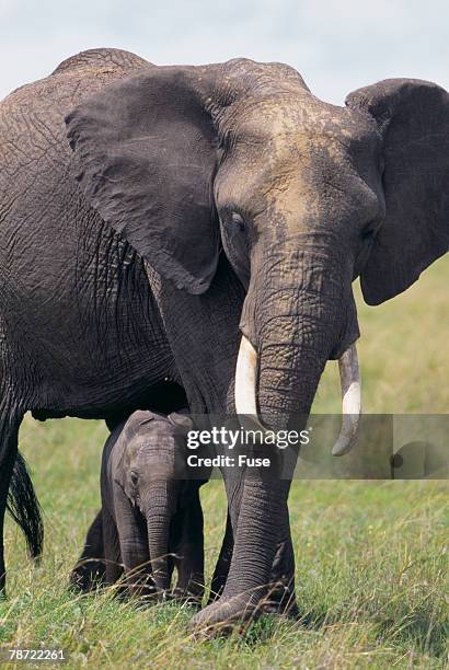bull elephant and baby - before and after teeth stock pictures, royalty-free photos & images