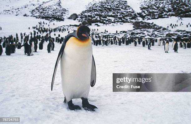 king penguin standing apart from the flock - penguin flock stock pictures, royalty-free photos & images