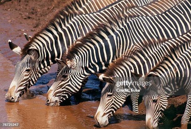 zebras drinking from river - grevys zebra stock pictures, royalty-free photos & images