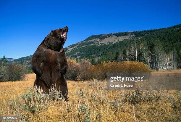 grizzly roaring in field - angry bear imagens e fotografias de stock