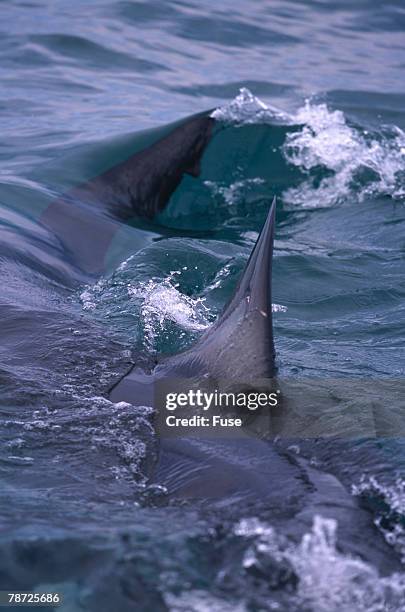 great white shark surfacing - white shark surfacing stock pictures, royalty-free photos & images
