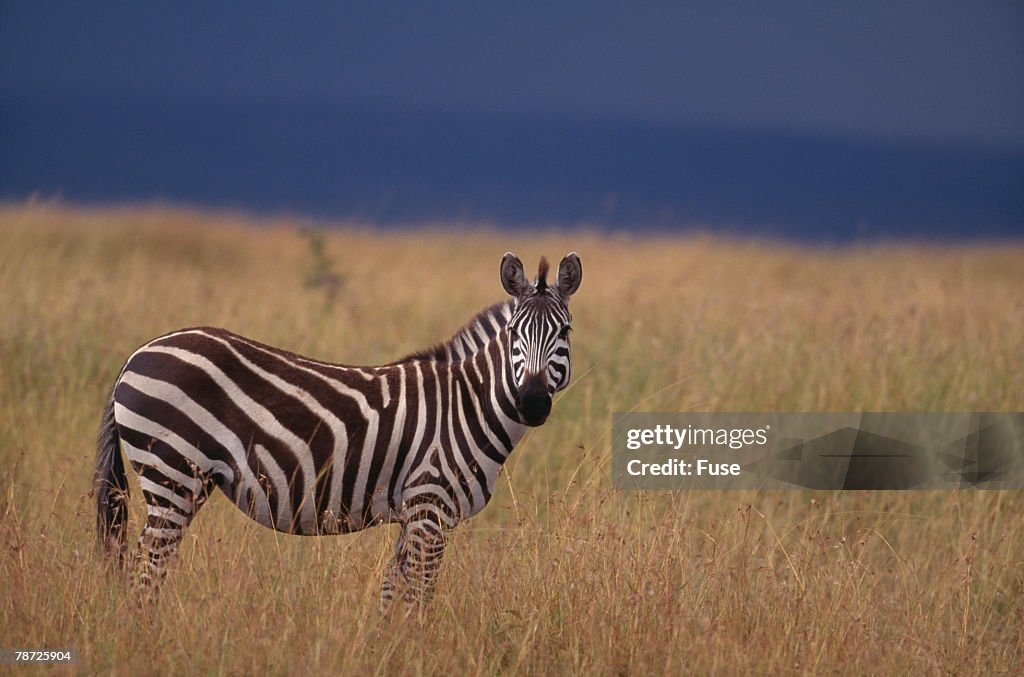 Common Zebra