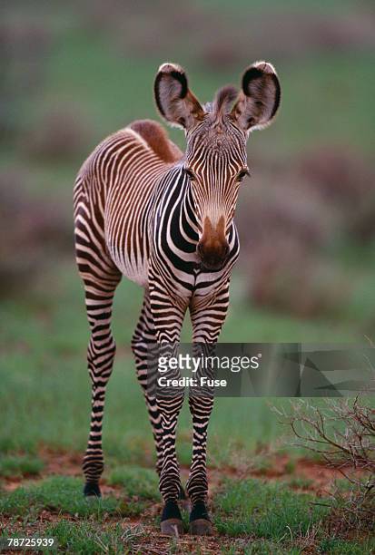 zebra calf - grevys zebra stock pictures, royalty-free photos & images