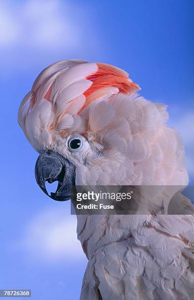 salmon-crested cockatoo - king parrot stock pictures, royalty-free photos & images