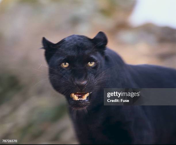 black leopard snarling - snarling stock pictures, royalty-free photos & images